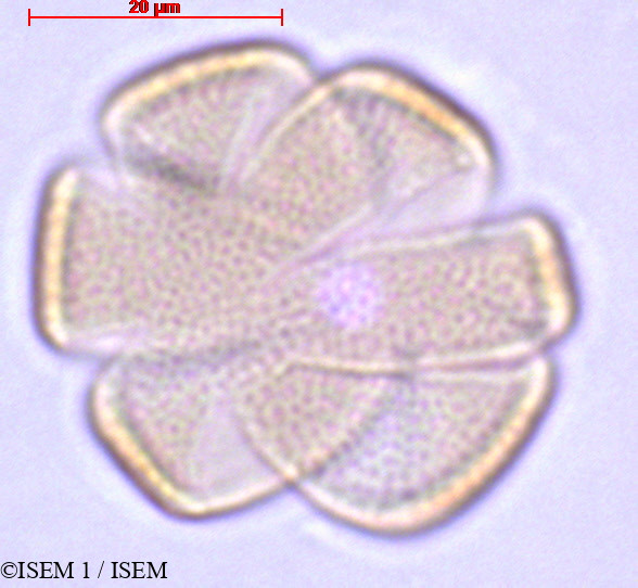ISEM 1/Salvia_microphylla_27893/Salvia_microphylla_27893_0001(copy).jpg